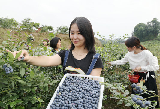 四川泸州：蓝莓果香引游客来