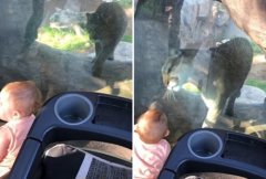 十月大萌娃与动物园中美洲狮隔玻璃互动交朋友