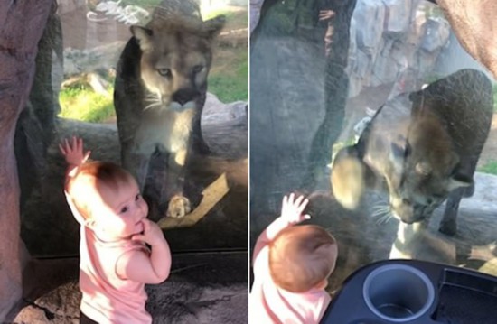 十月大萌娃与动物园中美洲狮隔玻璃互动交朋友