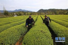 <b>福建南平：科技特派员在行动</b>