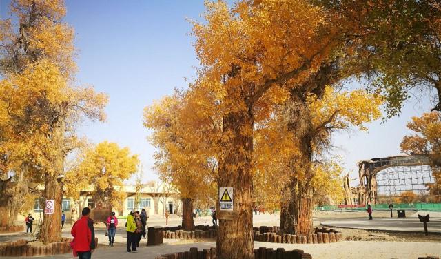 塔里木沙漠公路:长达522千米,盘踞在沙海的“