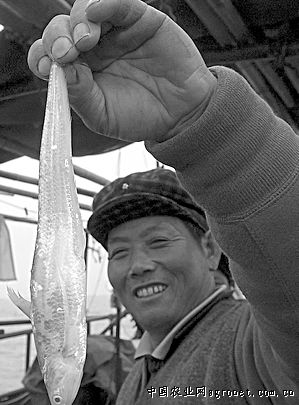 长江刀鱼数量越来越少 人工繁殖难在哪儿？（图
