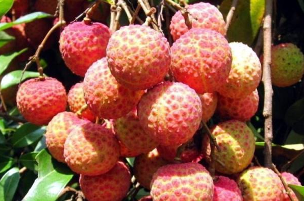 迪拜炫富:我们吃钻石草莓,日本:我们吃黑皮