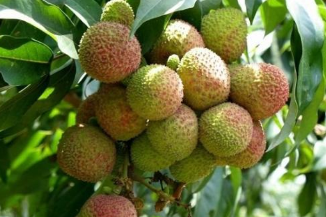 迪拜炫富:我们吃钻石草莓,日本:我们吃黑皮