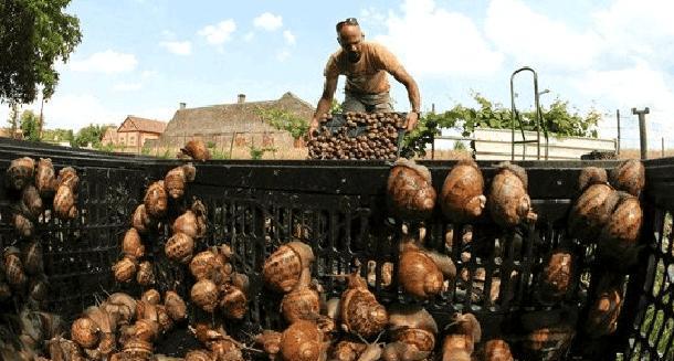 非洲人最爱的美食,3只7年繁育17000后代,中国吃