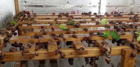 非洲人最爱的美食,3只7年繁育17000后代,中国吃