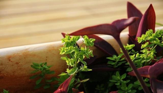 这国的美食有什么特点,竟然和中国美食一样被