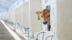 【特写】20岁的蒙牛，能否靠低温鲜奶再创造一次商业奇迹？