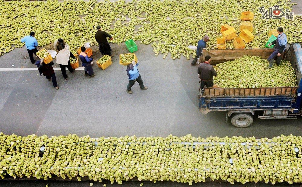 在涪陵马武镇，榨菜厂的工人正在运输青菜头，他们也是当地的菜农，利用闲暇时间，将蔬菜挑运到镇上去卖，多一份收入。刘琳 摄