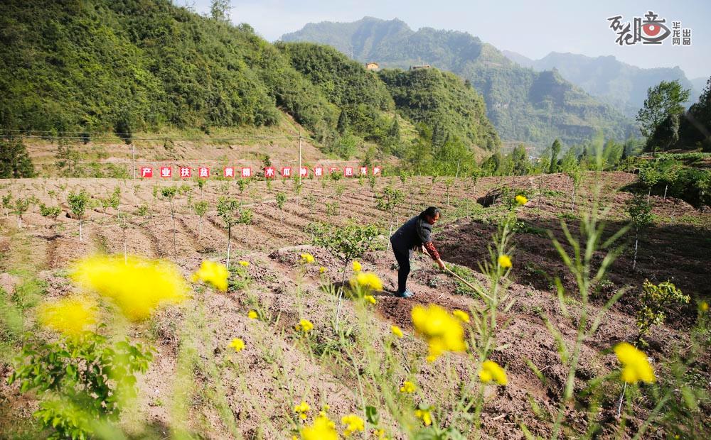 石柱土家族自治县中益乡的华溪村，村民正在黄精、木瓜种植示范基地里锄草。华溪村看中黄精市场需求量大，价格高的优势，大力发展起黄精产业。村民们不仅种植黄精，有的还通过黄精中药材产业发展和土地入股分红、管护药材基地等方式，实现了脱贫，黄精在这里真正变成了“黄金”。华龙网-新重庆客户端记者 李文科 摄