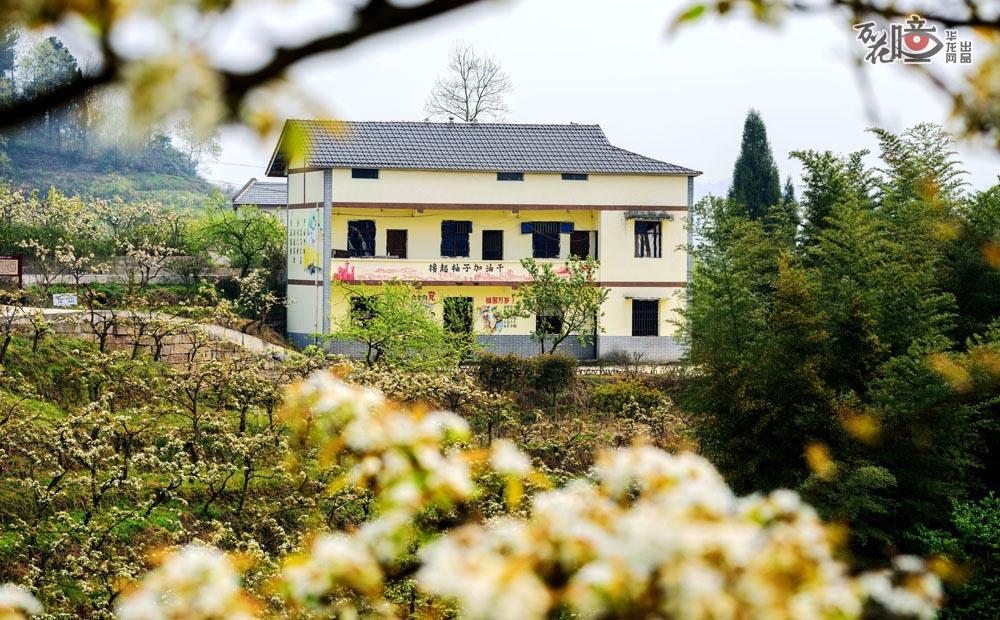 乡村旅游资源十分丰富的綦江区永新镇石坪村，形成了以梨花山为核心，种植面积3000余亩的综合性梨树产业基地，乡村旅游红红火火，不少外省游客慕名而至，绿水青山换来“真金白银”，村民们盖起了小洋楼，生活越来越美，越来越甜。杨奇 摄 