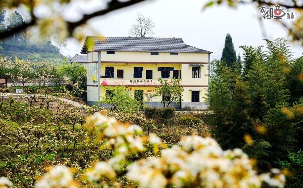 乡村旅游资源十分丰富的綦江区永新镇石坪村，形成了以梨花山为核心，种植面积3000余亩的综合性梨树产业基地，乡村旅游红红火火，不少外省游客慕名而至，绿水青山换来“真金白银”，村民们盖起了小洋楼，生活越来越美，越来越甜。杨奇 摄 