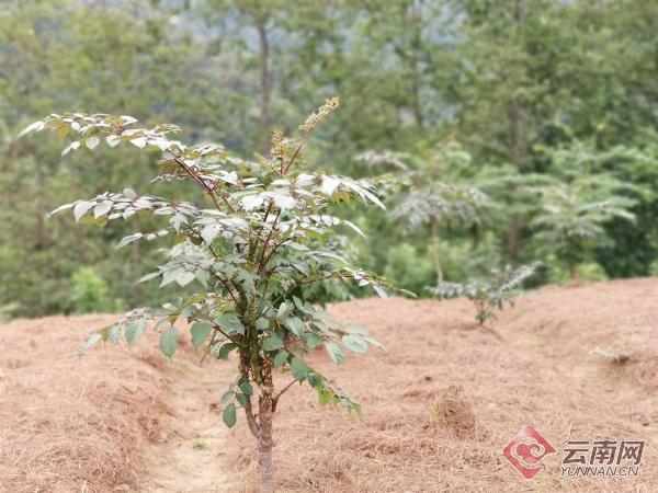 【怒江的果】山毛野菜的“王者”来了！