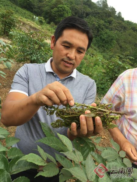 【怒江的果】山毛野菜的“王者”来了！