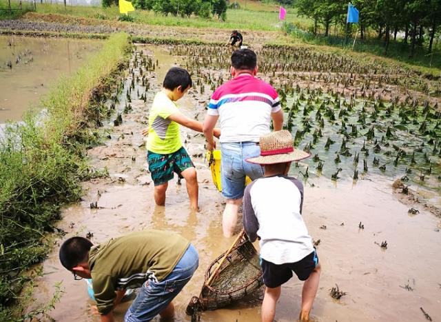 乡下田里的野味，小龙虾只能排最后，拿网子捞