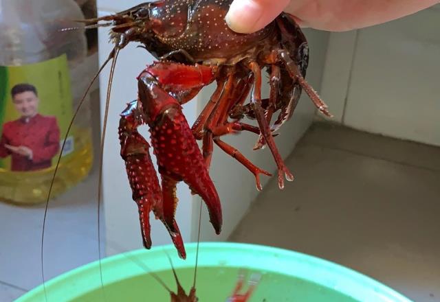 乡下田里的野味，小龙虾只能排最后，拿网子捞