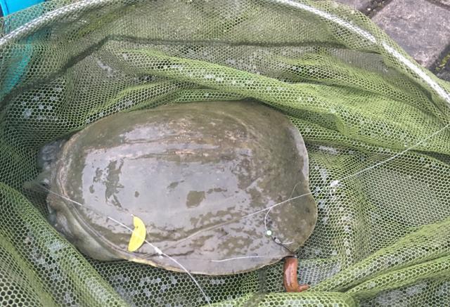 乡下田里的野味，小龙虾只能排最后，拿网子捞