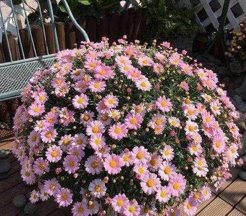 种上这3种花,阳台美的像“花园”,轻松爆盆,