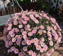 种上这3种花，阳台美的像“花园”，轻松爆盆，
