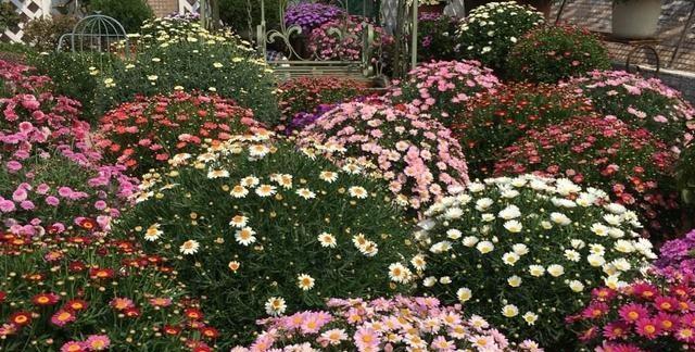 种上这3种花,阳台美的像“花园”,轻松爆盆,