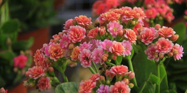 种上这3种花,阳台美的像“花园”,轻松爆盆,