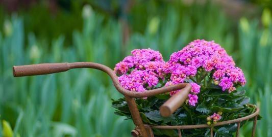 种上这3种花,阳台美的像“花园”,轻松爆盆,