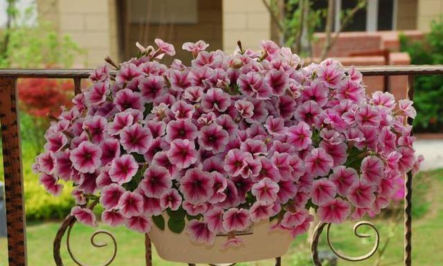 种上这3种花,阳台美的像“花园”,轻松爆盆,