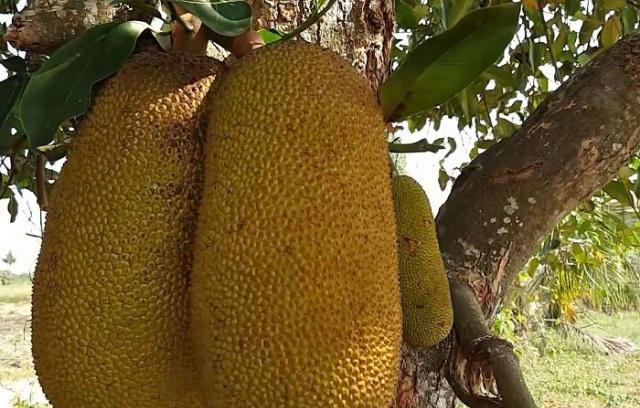 每天吃两口这种水果 越来越漂亮