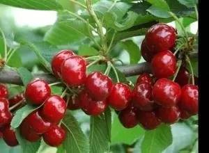 【美味】今年大连樱桃什么时候熟？官方预报来