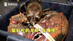 <b>淘“最”进博会：龙虾名扬万里 美味自有道理</b>