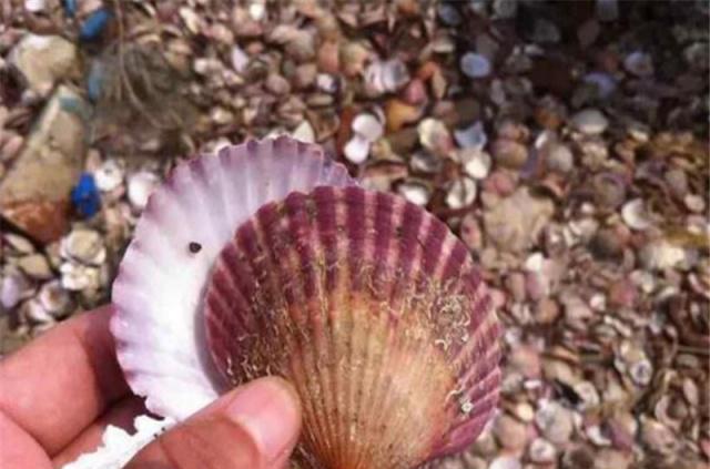 游玩去养马岛,捡拾贝壳放松心情,还可以品尝