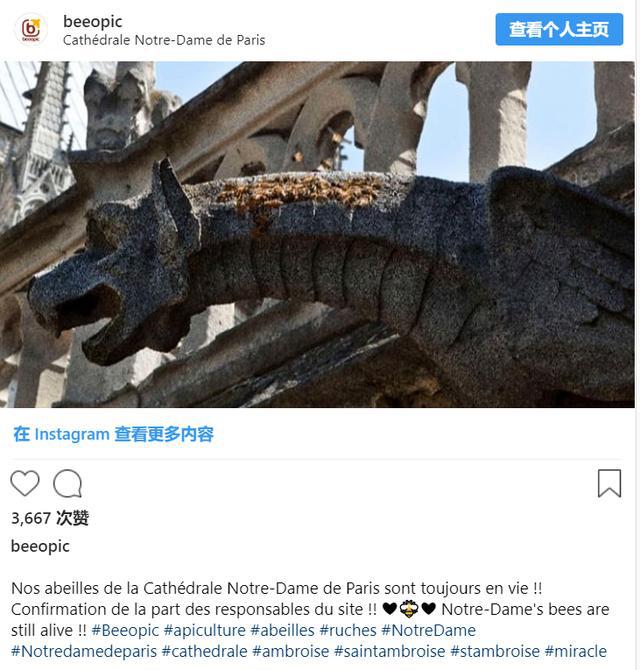 巴黎圣母院大火的幸存者们:18万只蜜蜂组成的奇