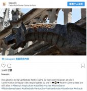 巴黎圣母院大火的幸存者们：18万只蜜蜂组成的奇