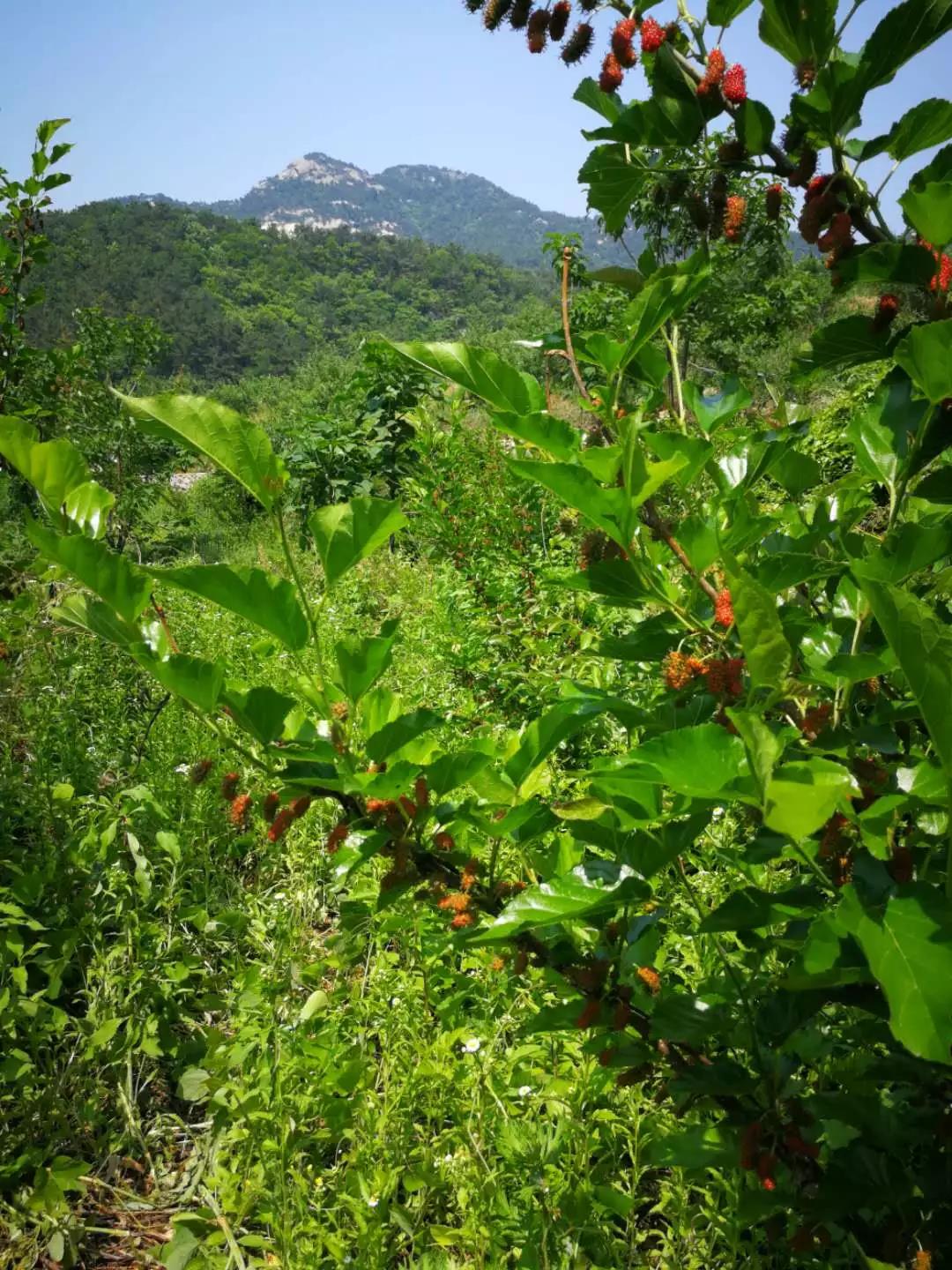 免费吃桑葚啦：端午小长假来昆嵛山赏美景 品美