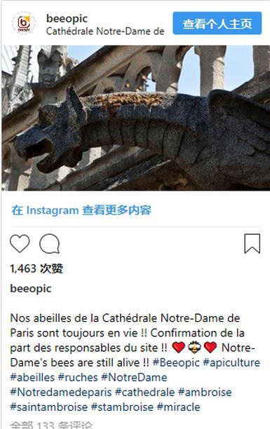 巴黎圣母院18万只蜜蜂还活着!蜂巢完整无损堪称