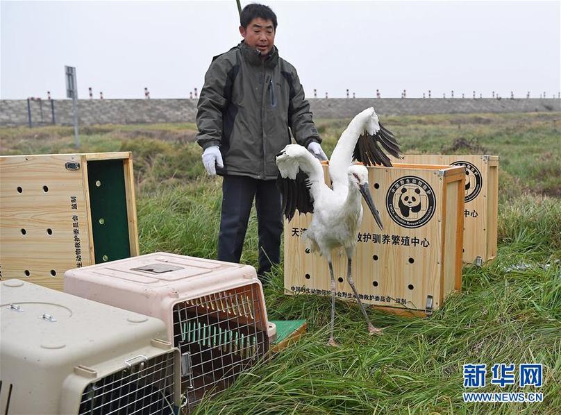 （环境）（1）16只珍稀候鸟放飞鄱阳湖