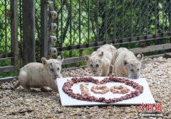 7月7日－7月13日国内一周趣事