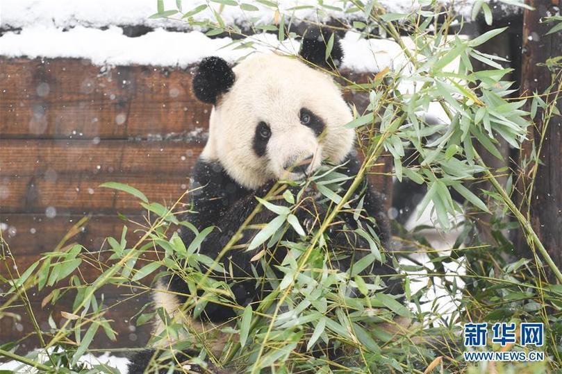 （环境）（1）“萌宝”戏雪