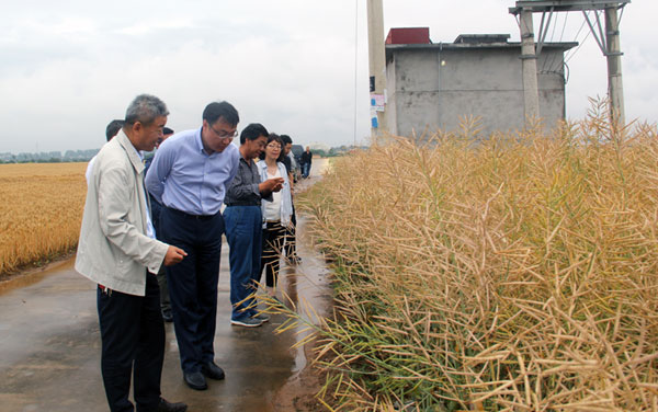 【科技厅】赵岩到省杂交油菜研究中心调研
