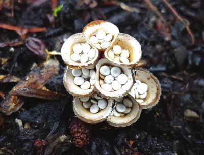 奇葩真菌 你们是外星生物吗