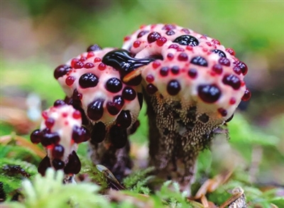 奇葩真菌 你们是外星生物吗