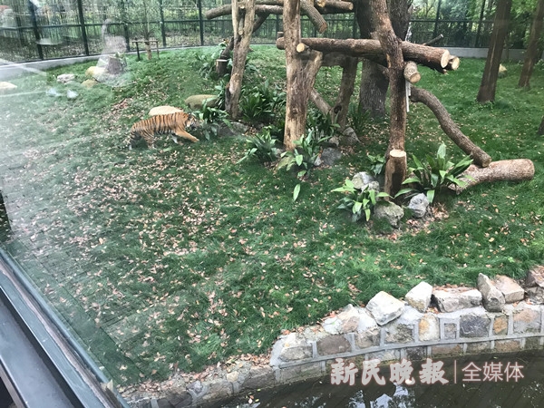 上海动物园乡土动物区设计师：为动物“造房子