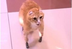 【惊呆】首例四只仿生爪猫 假肢与皮肤和骨骼完全连接堪称奇迹
