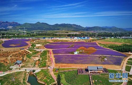 （美丽中国）（1）河北秦皇岛：花海绘就艺术景观