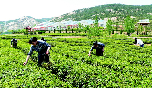 茶产业成“三产联动”主引擎