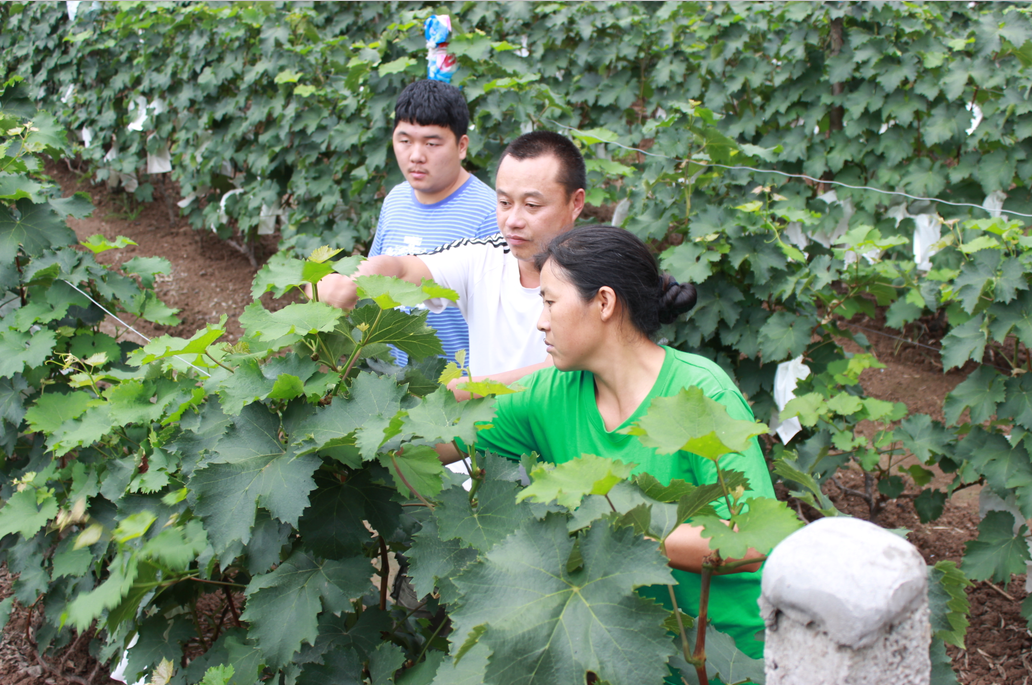 线上线下齐抓共管 合力盘活乡土人才资源
