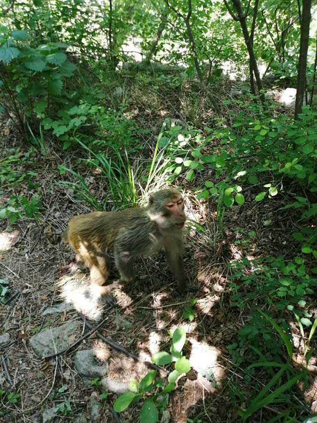 顽猴屡现崂山爱讨食 一家人野餐差点被打劫