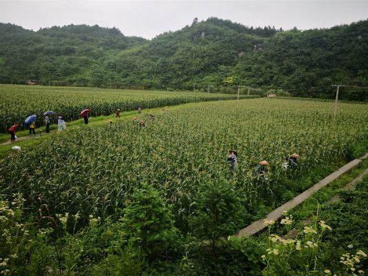 对接大湾区｜祁阳德辉农业每年15万公斤优质果蔬