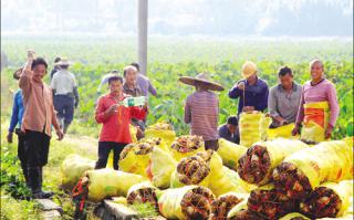 对接大湾区｜祁阳德辉农业每年15万公斤优质果蔬