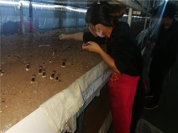 罗古洞乡村振兴引领产业兴旺 大许寨六村共建力促产业富民